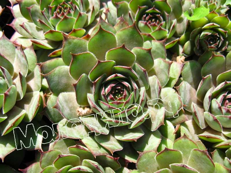 Sempervivum