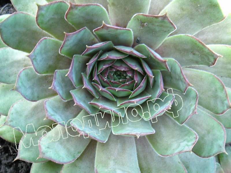 Sempervivum