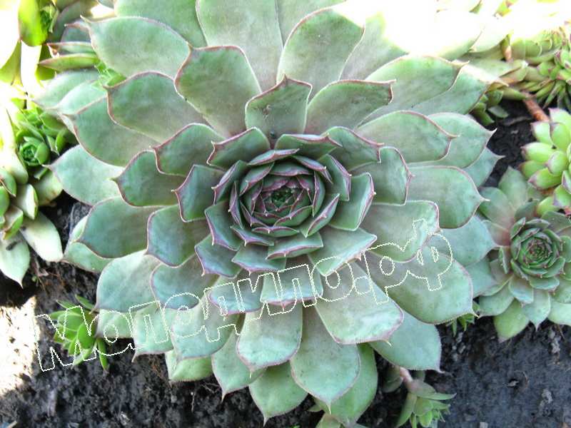 Sempervivum