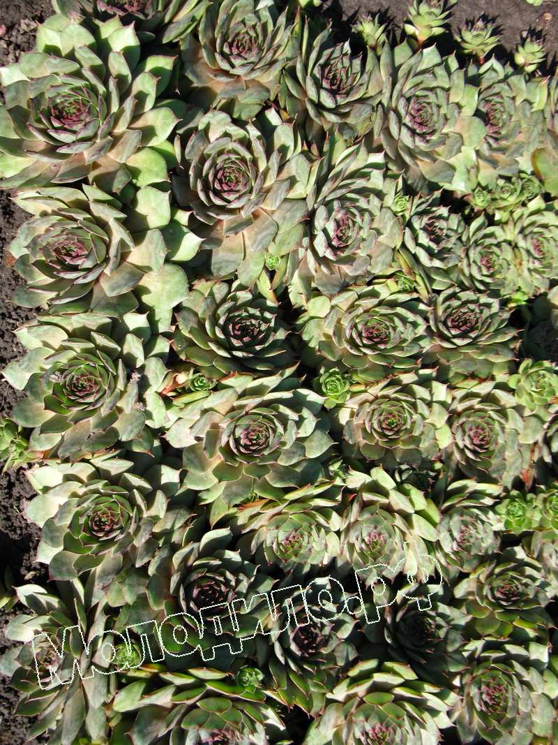 Sempervivum