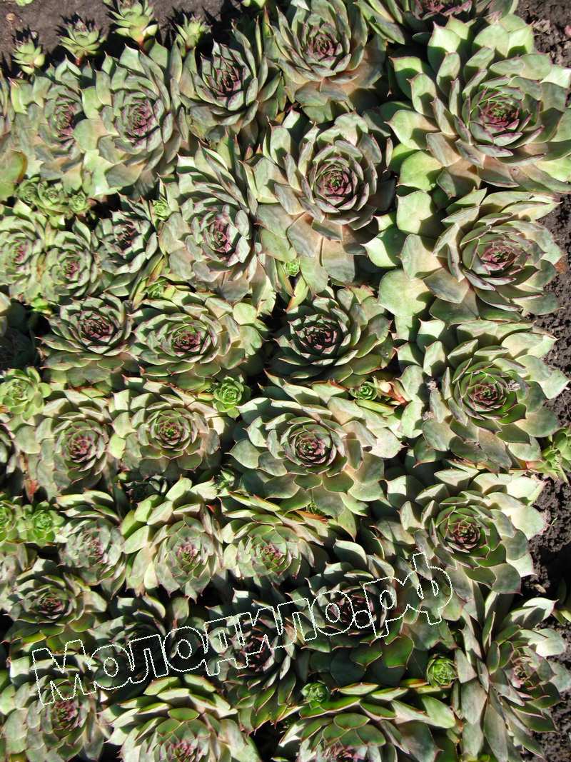 Sempervivum