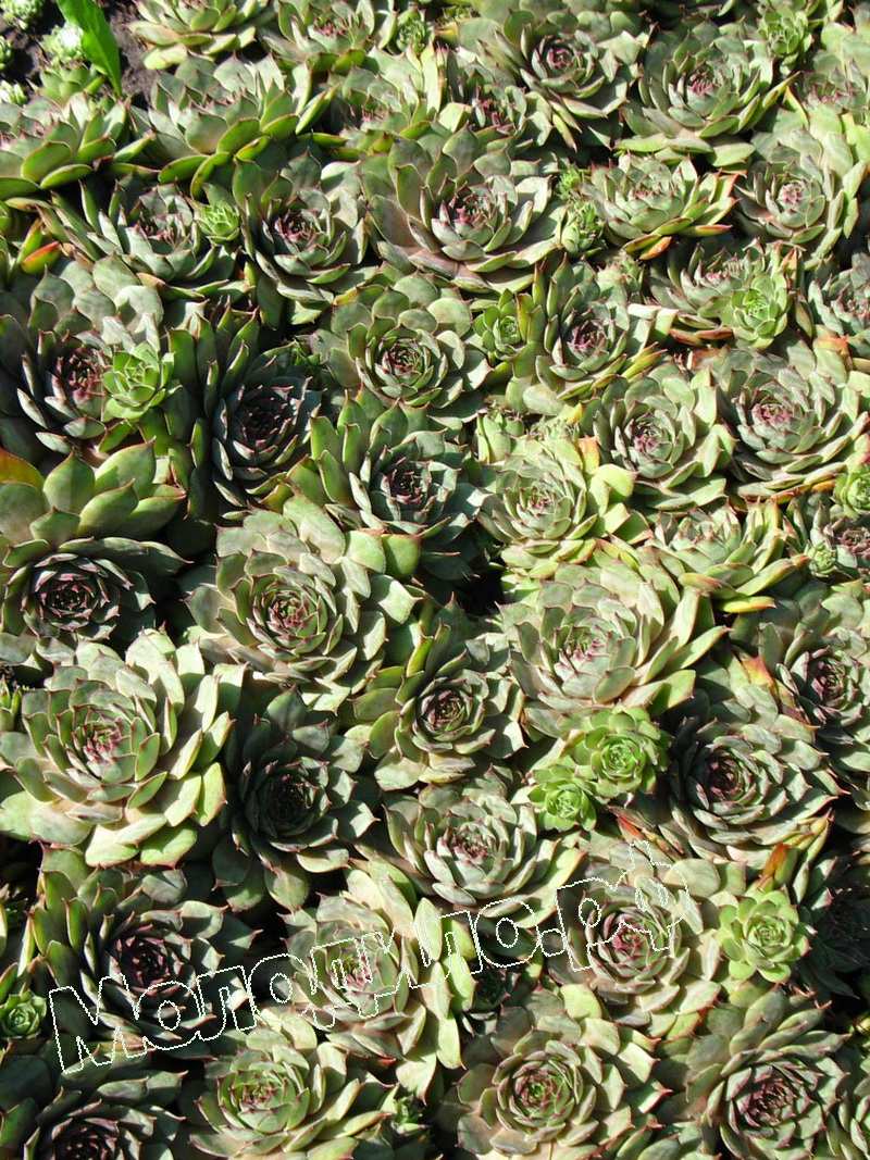 Sempervivum