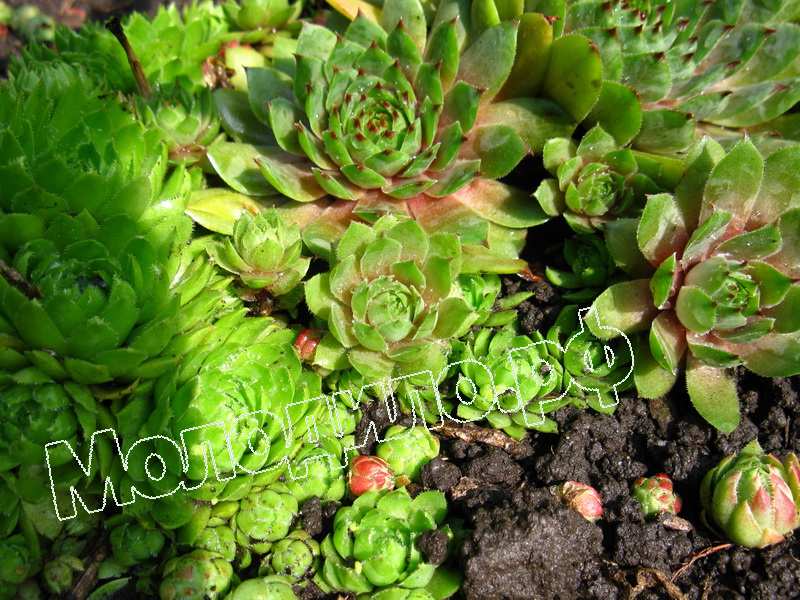 Sempervivum