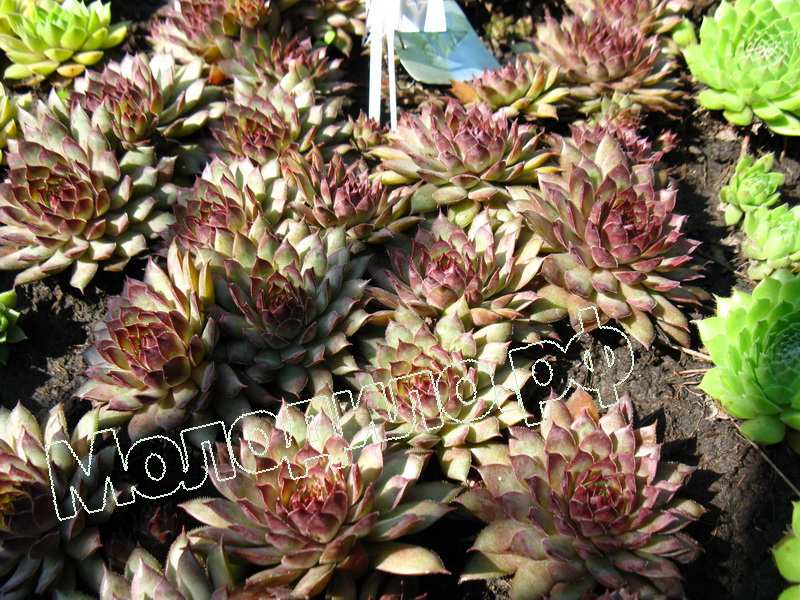 Sempervivum