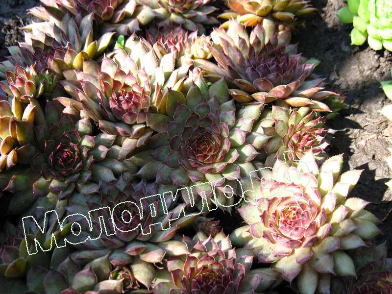 Sempervivum