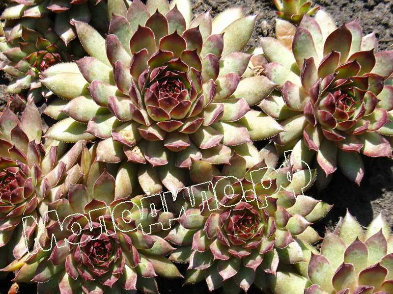 Sempervivum