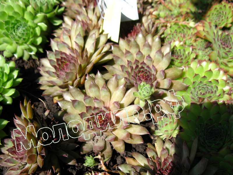 Sempervivum