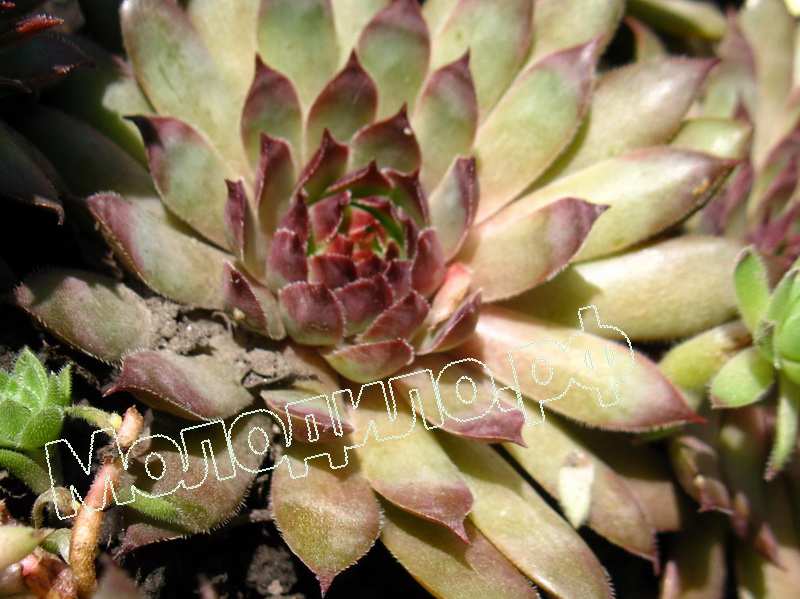 Sempervivum