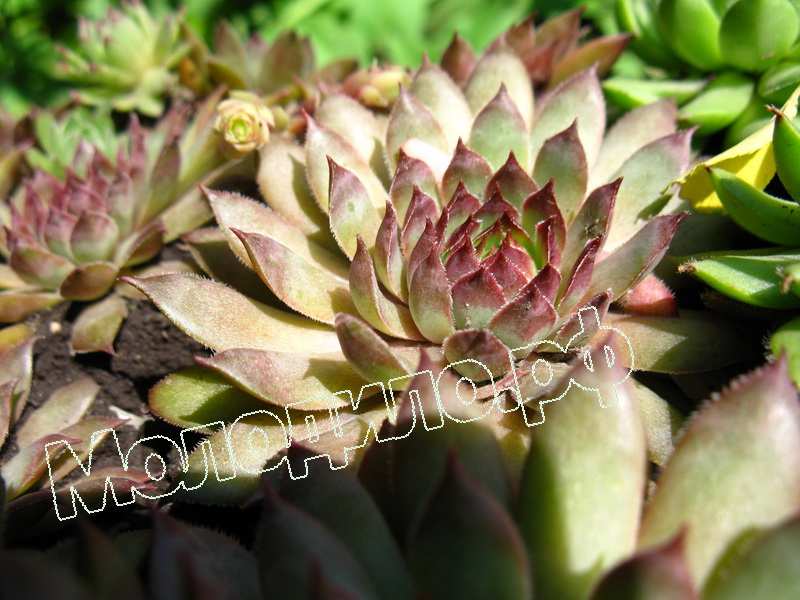 Sempervivum