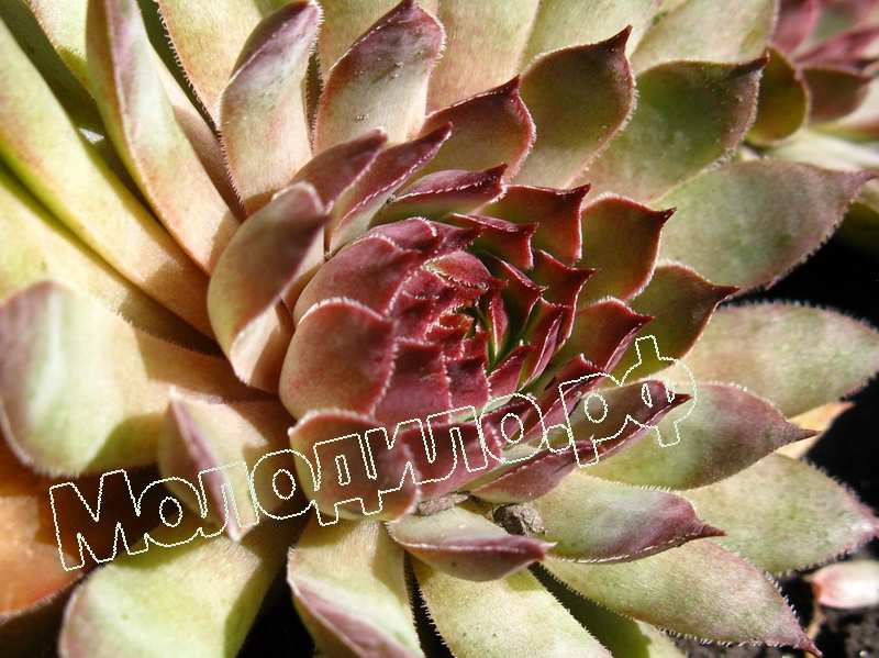 Sempervivum