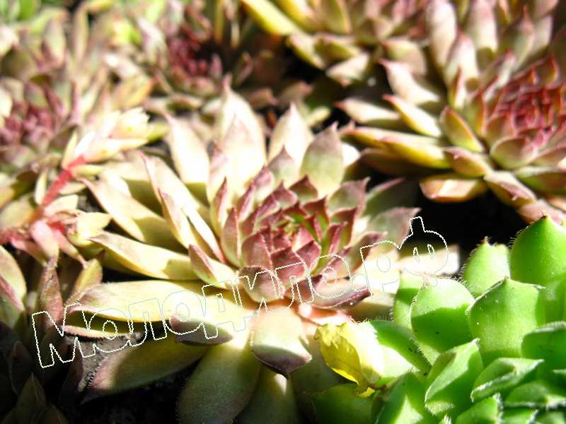 Sempervivum