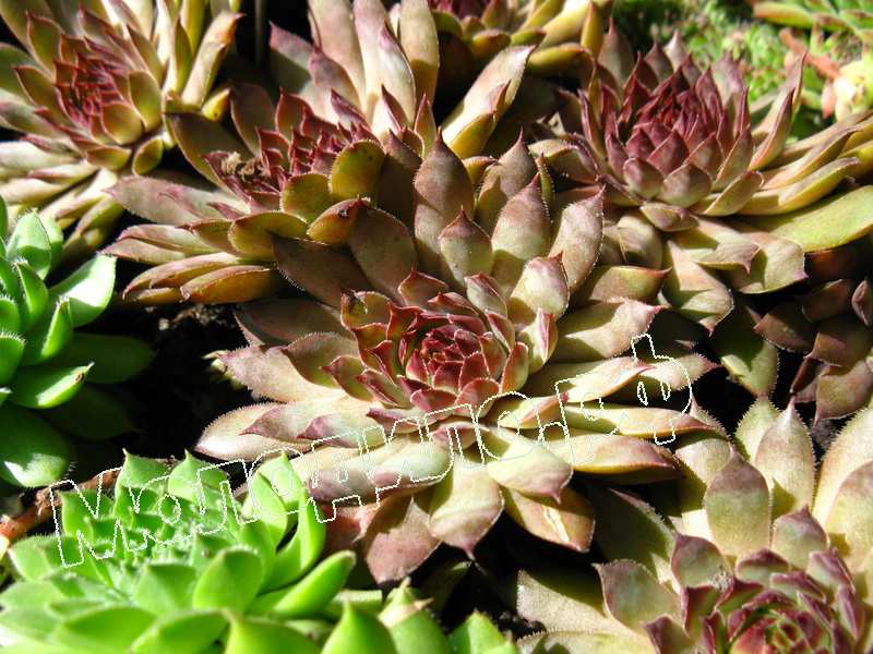 Sempervivum