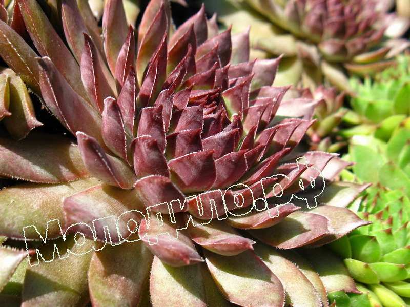 Sempervivum