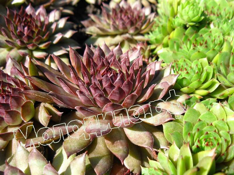 Sempervivum