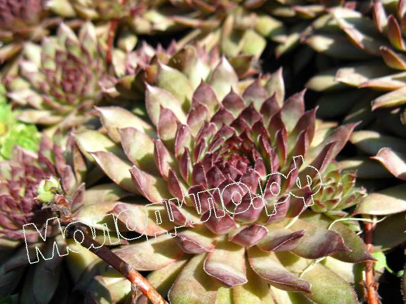 Sempervivum