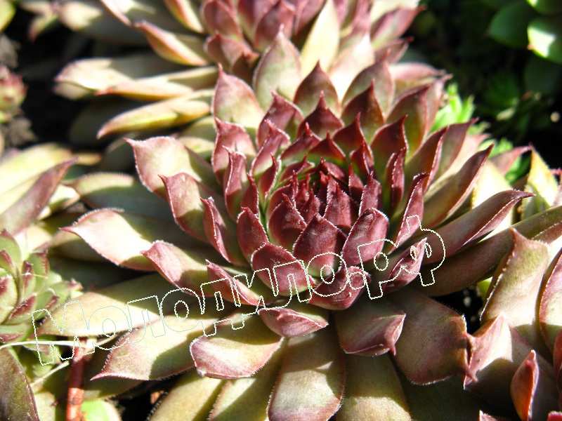 Sempervivum