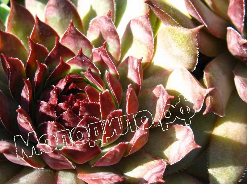 Sempervivum