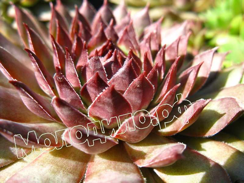 Sempervivum