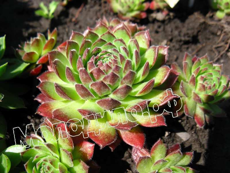 Sempervivum