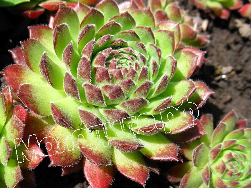 Sempervivum