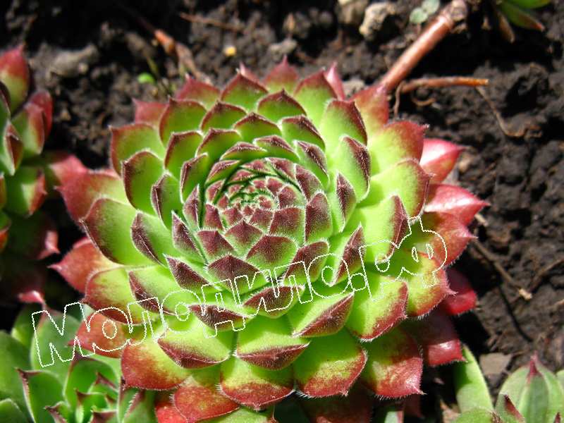 Sempervivum