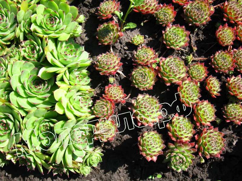 Sempervivum