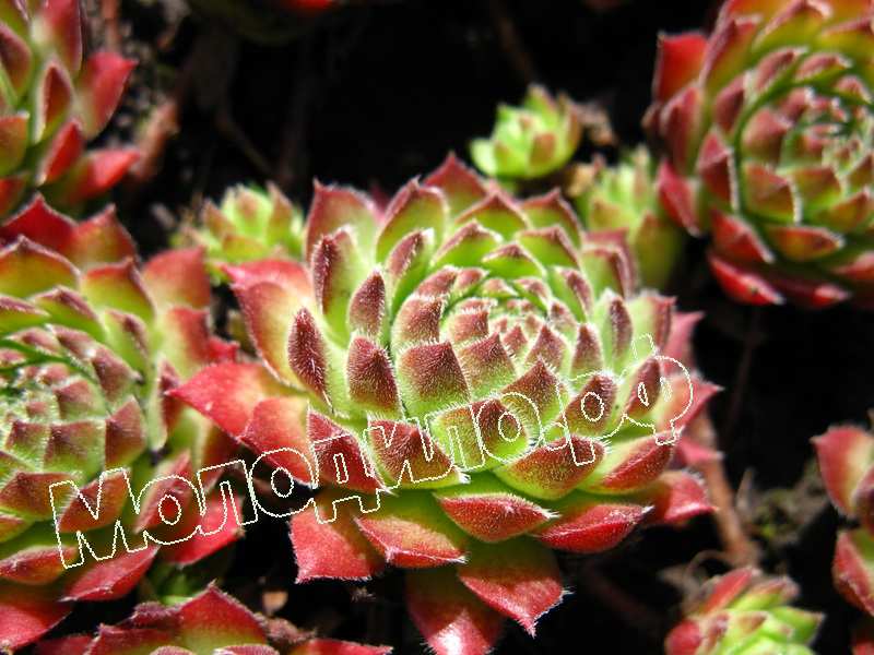 Sempervivum