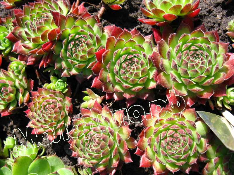 Sempervivum