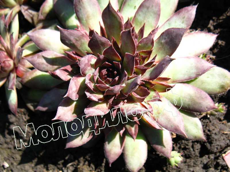 Sempervivum