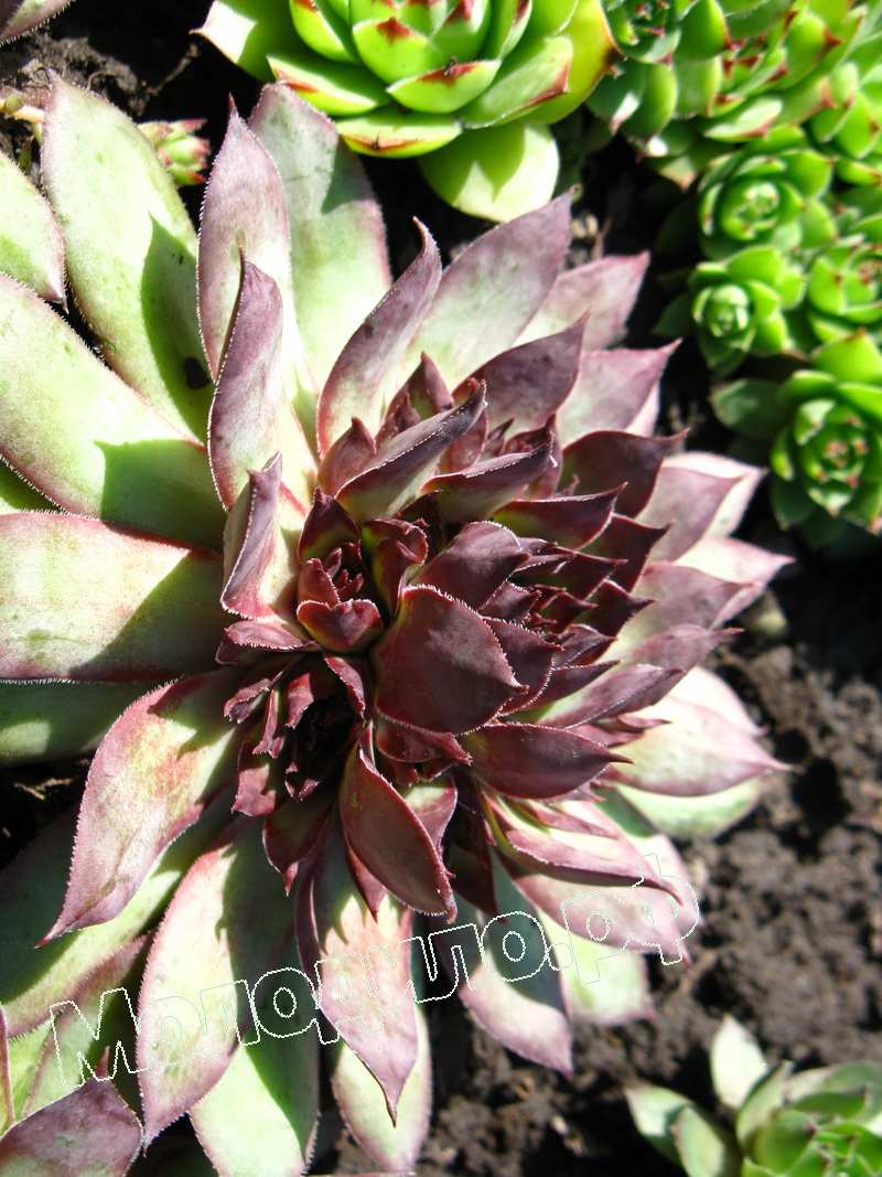 Sempervivum