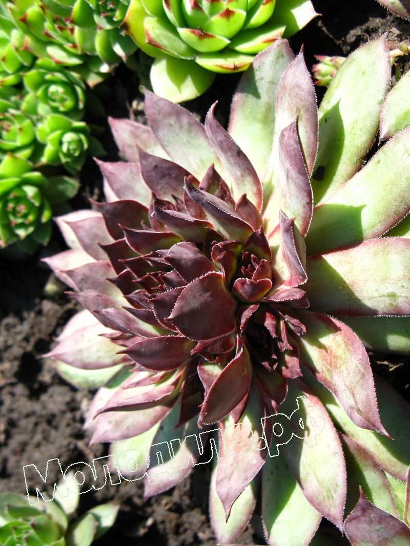 Sempervivum