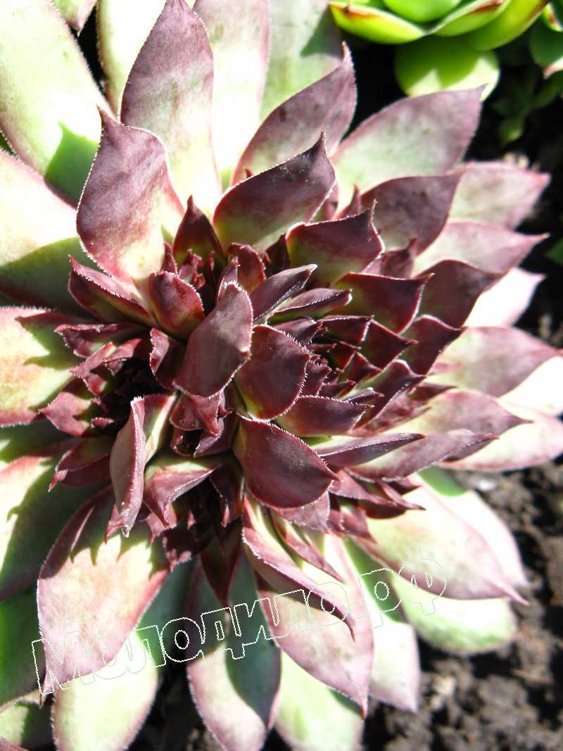 Sempervivum