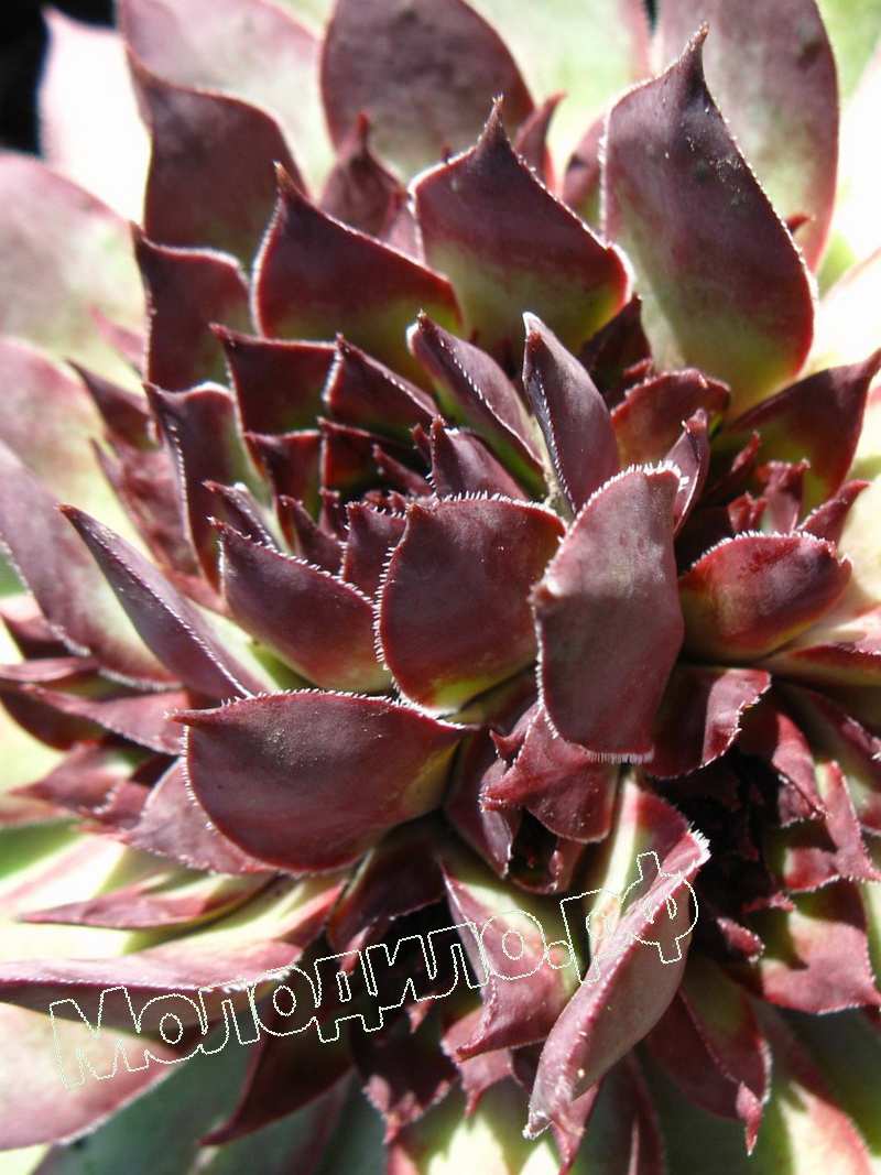 Sempervivum