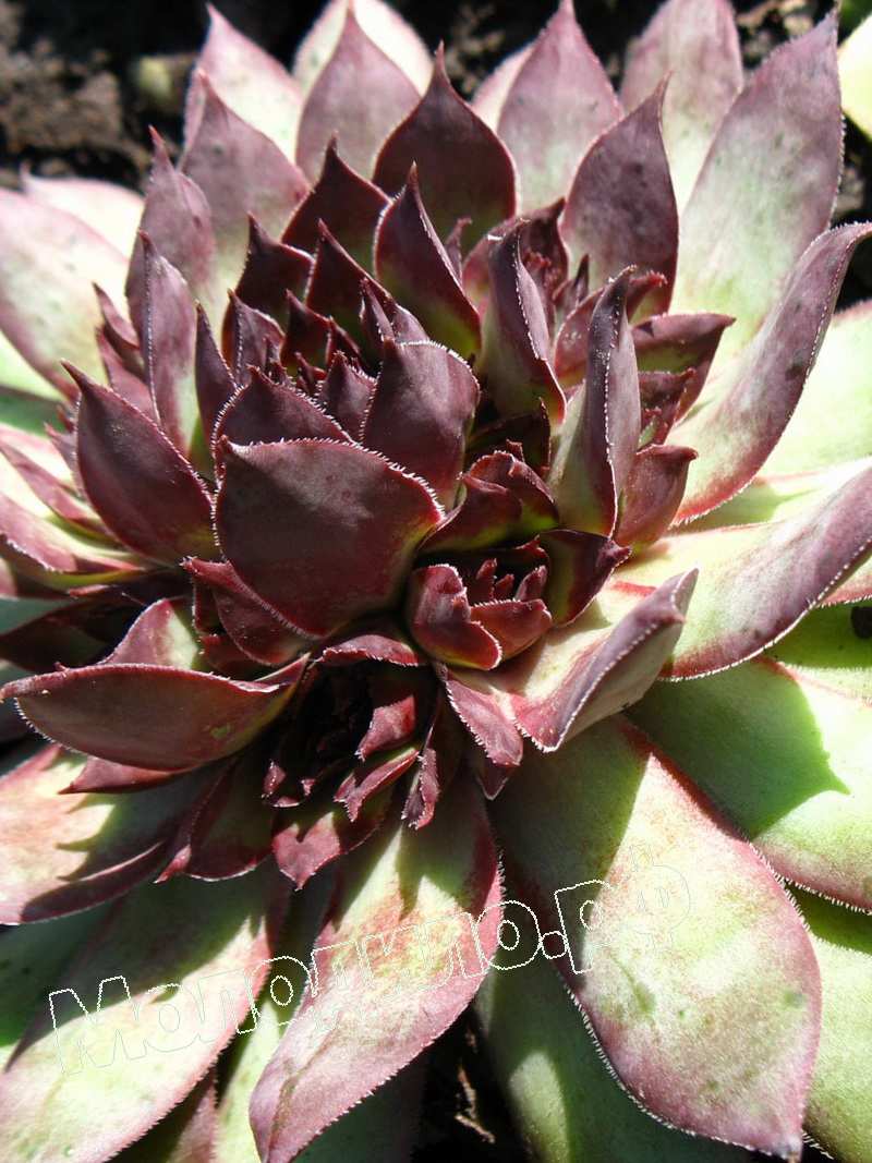 Sempervivum