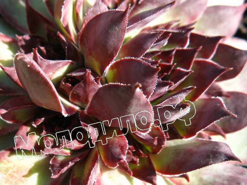 Sempervivum