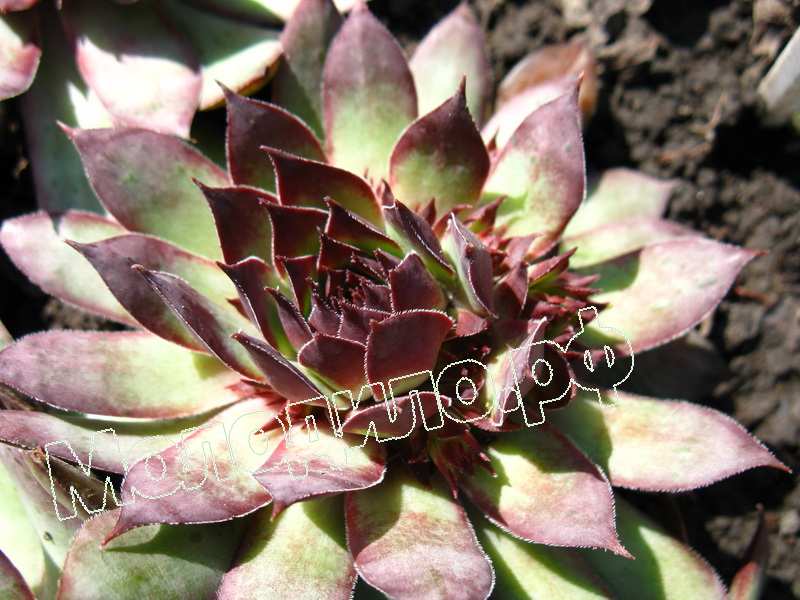 Sempervivum