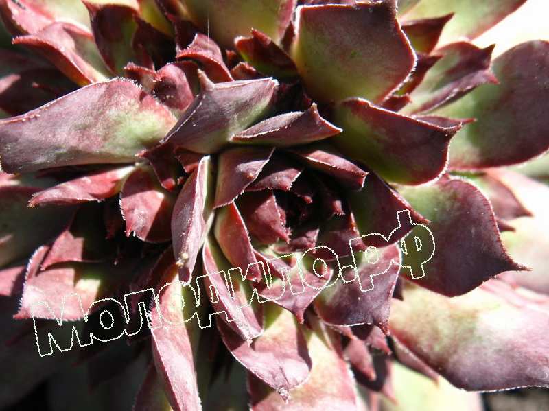 Sempervivum