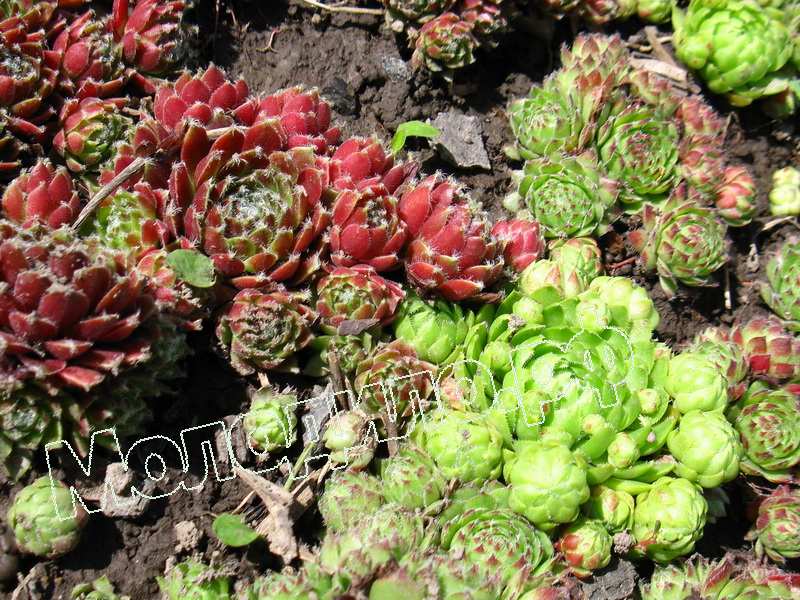 Sempervivum