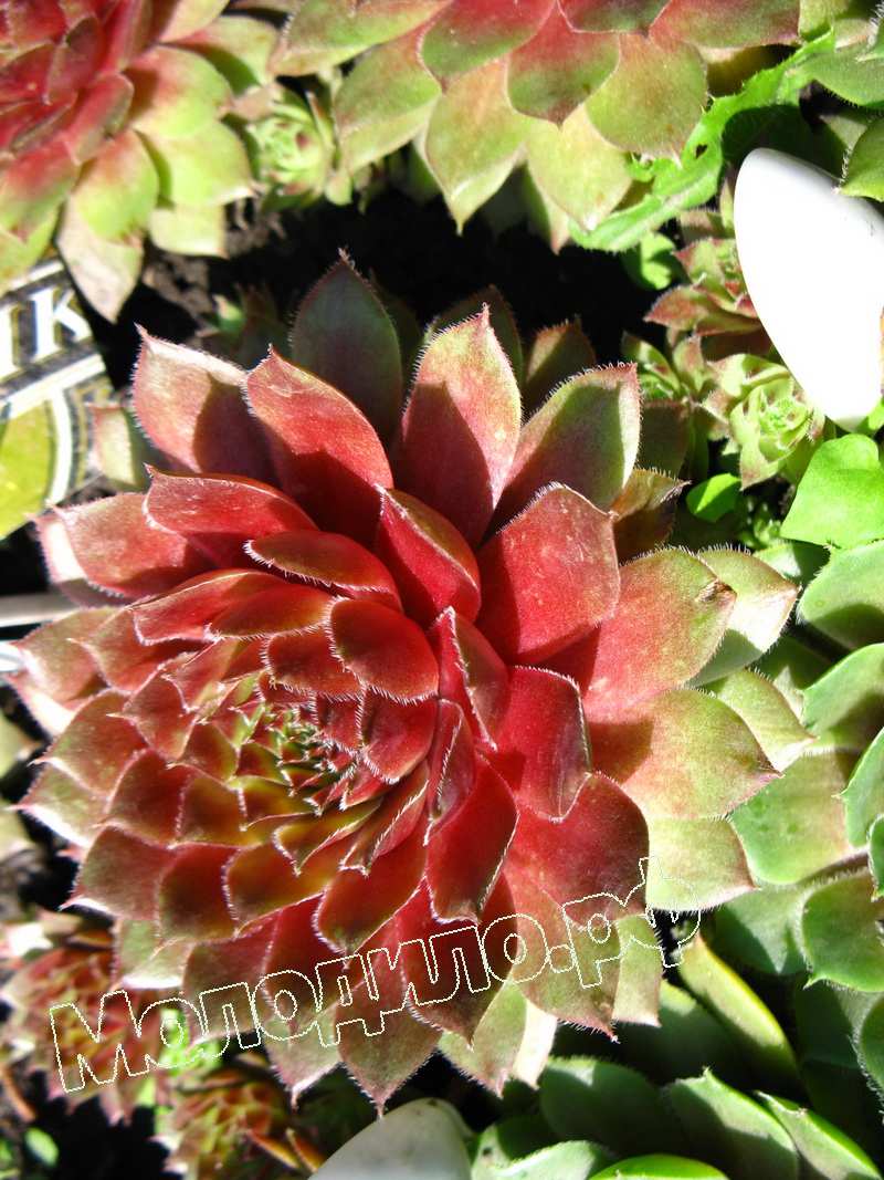 Sempervivum