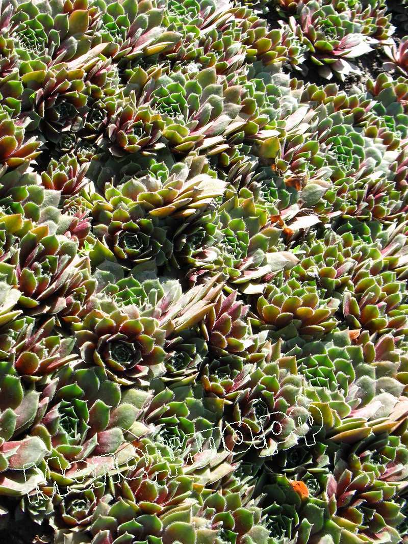 Sempervivum