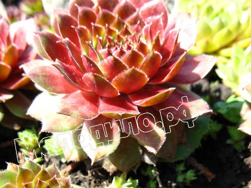 Sempervivum