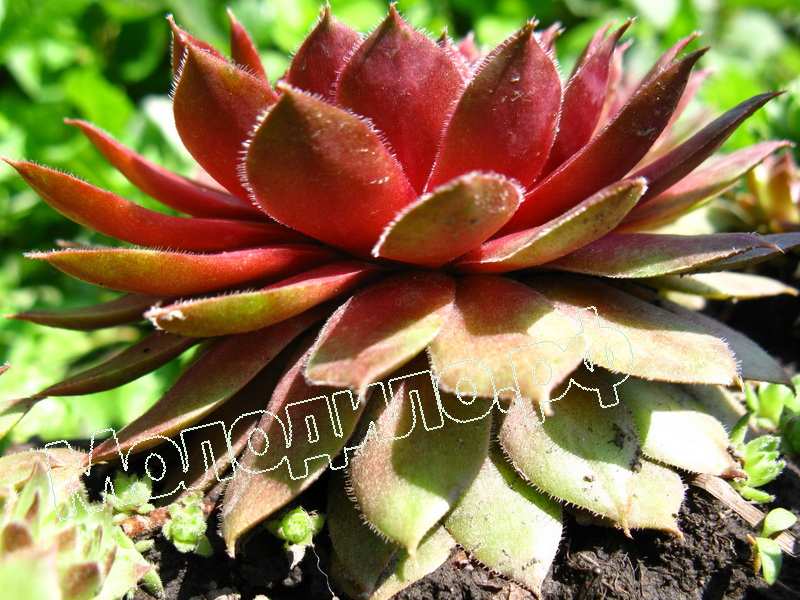 Sempervivum