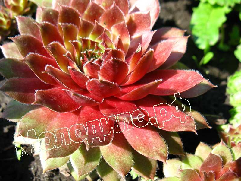 Sempervivum