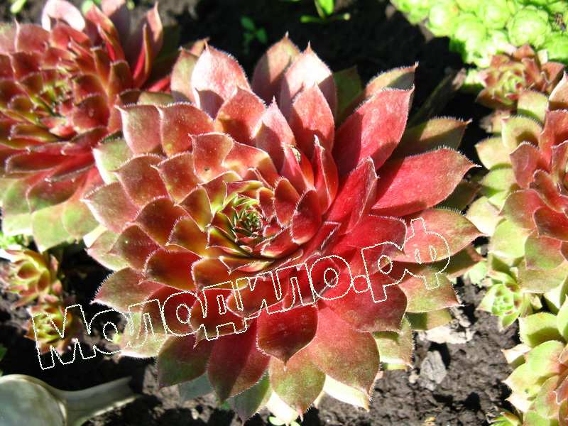 Sempervivum