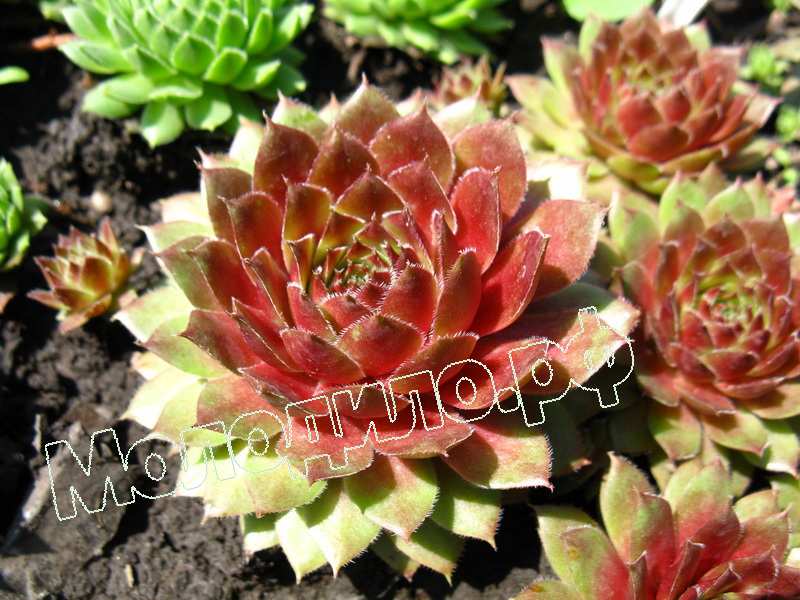 Sempervivum