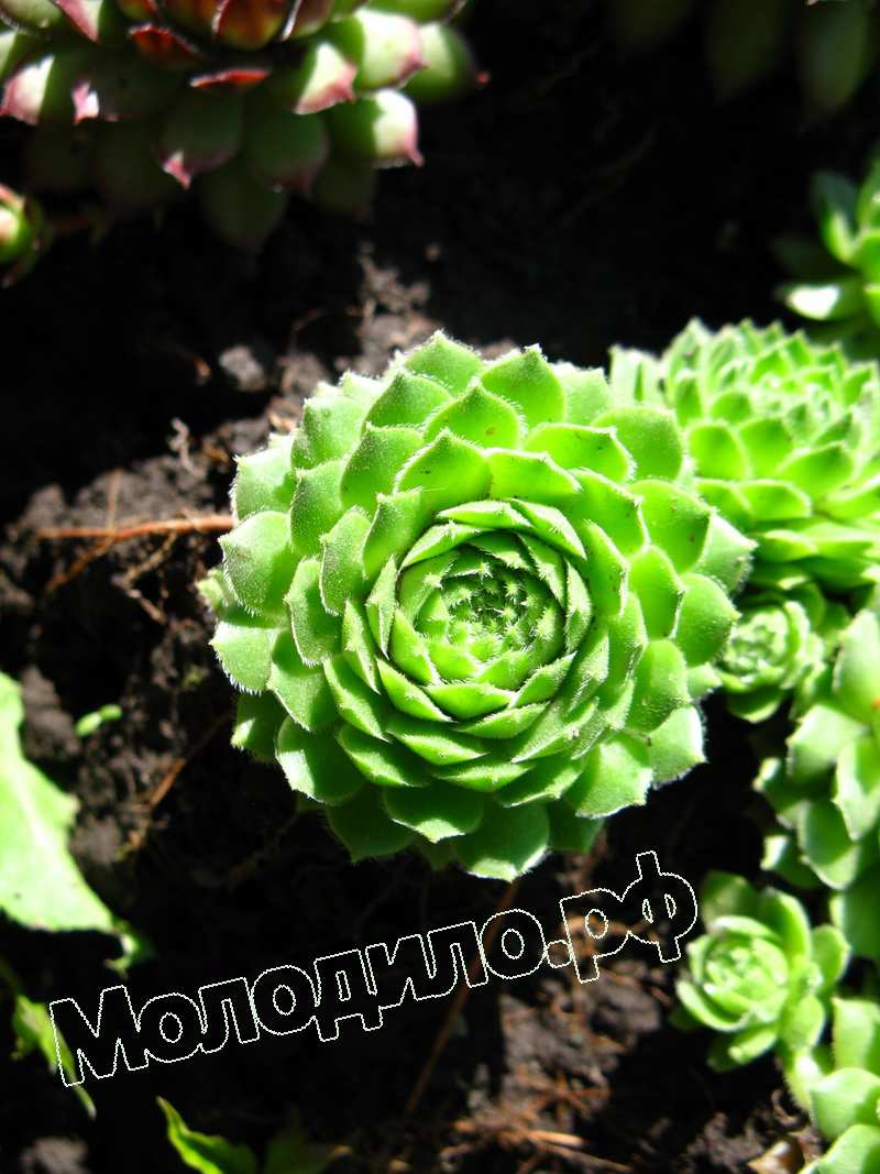 Sempervivum