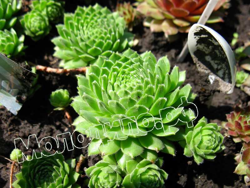 Sempervivum