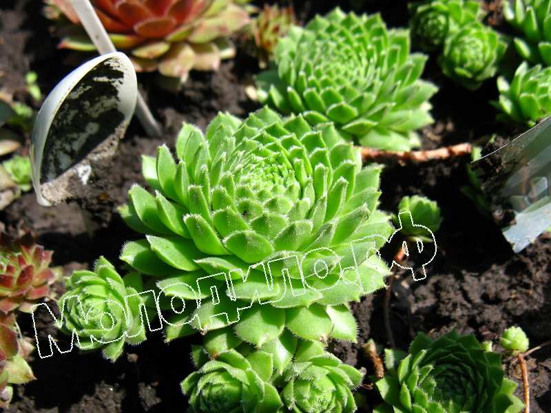 Sempervivum