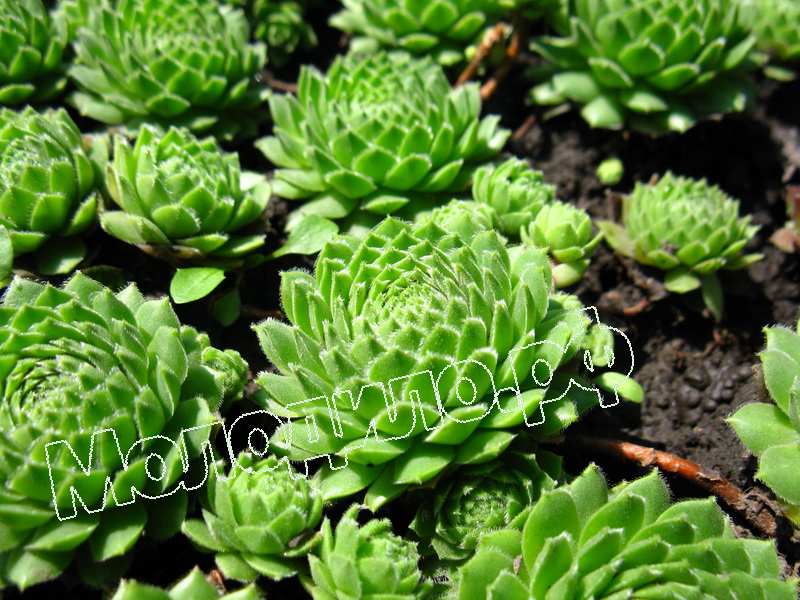 Sempervivum