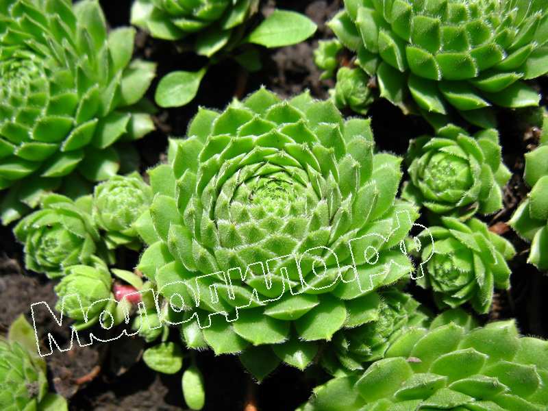 Sempervivum